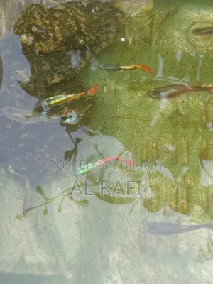 Guppy Fish