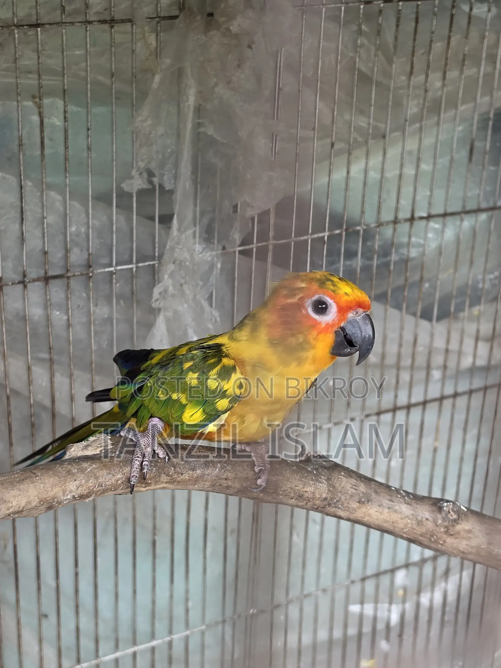 Sun Conure Baby