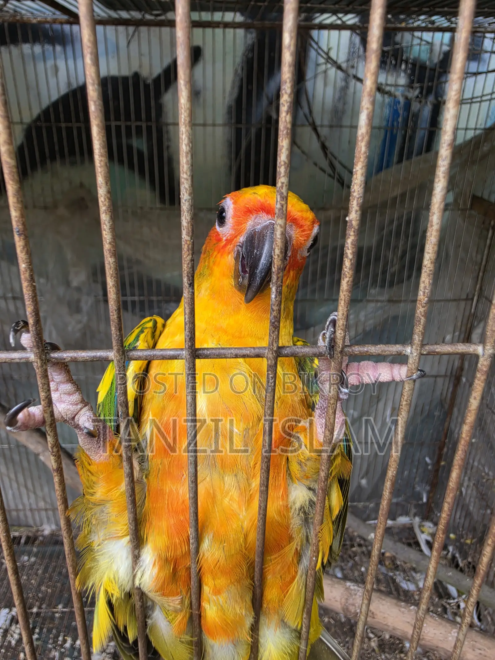 Sun Conure Baby
