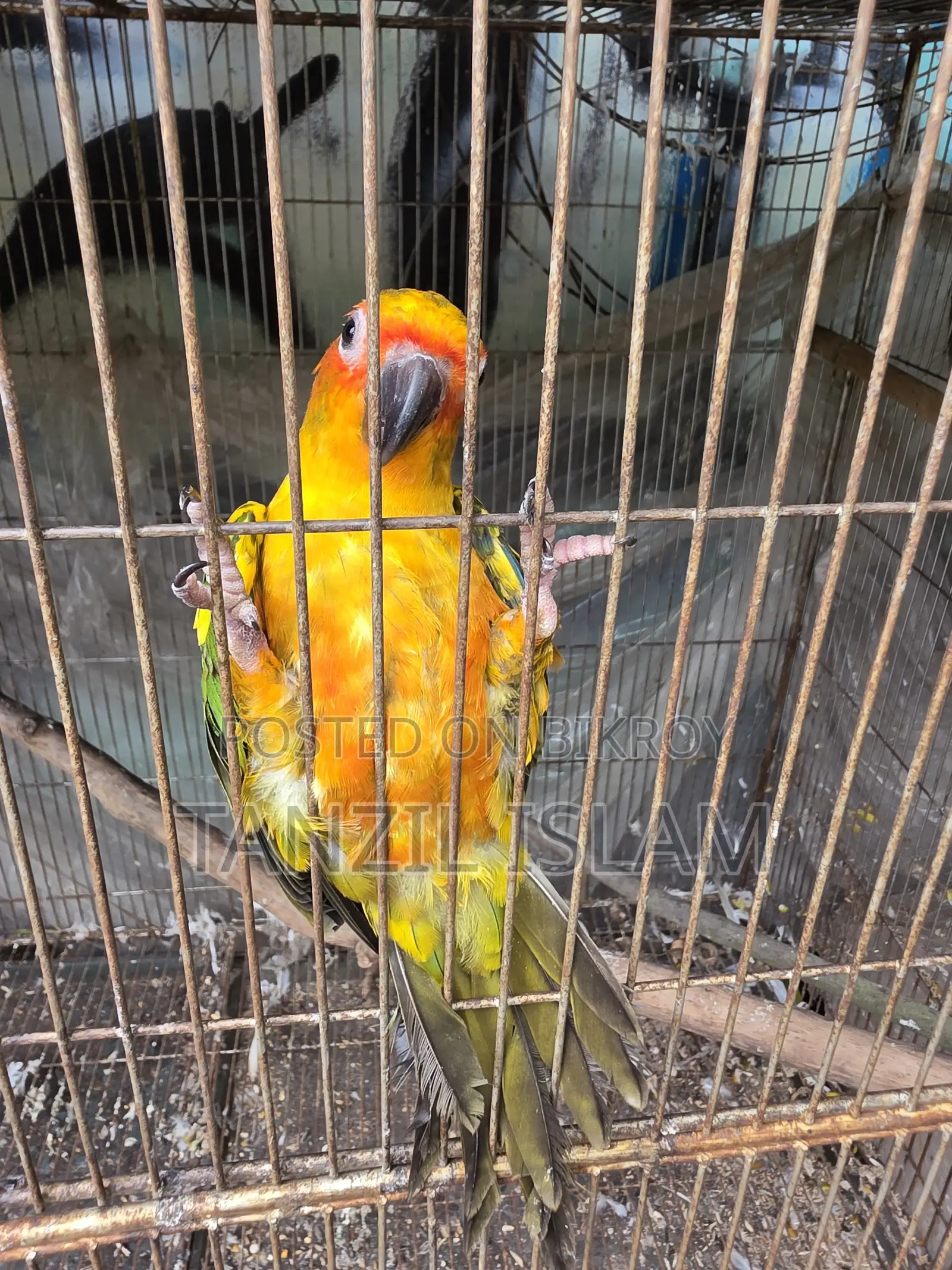 Sun Conure Baby