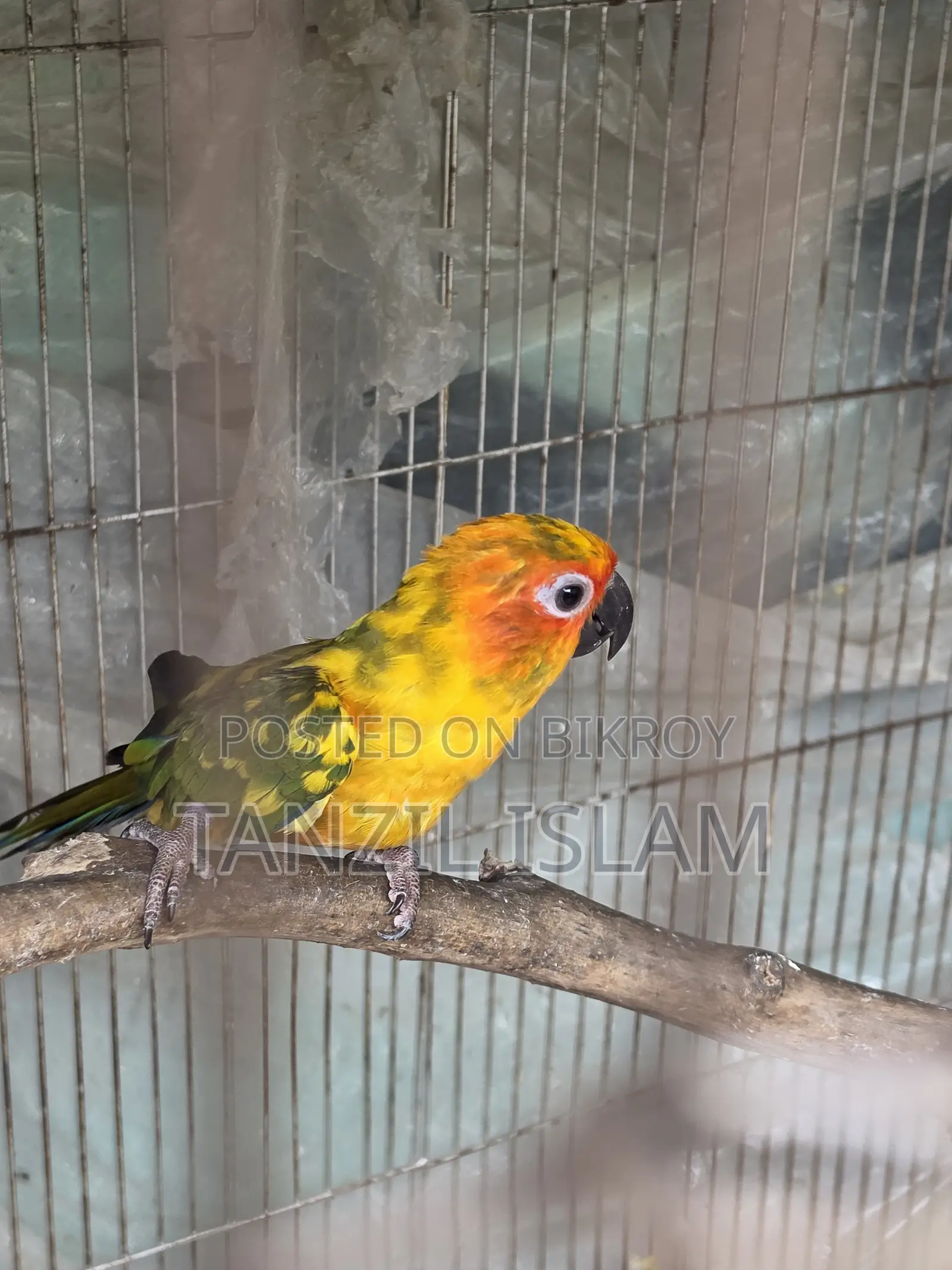 Sun Conure Baby