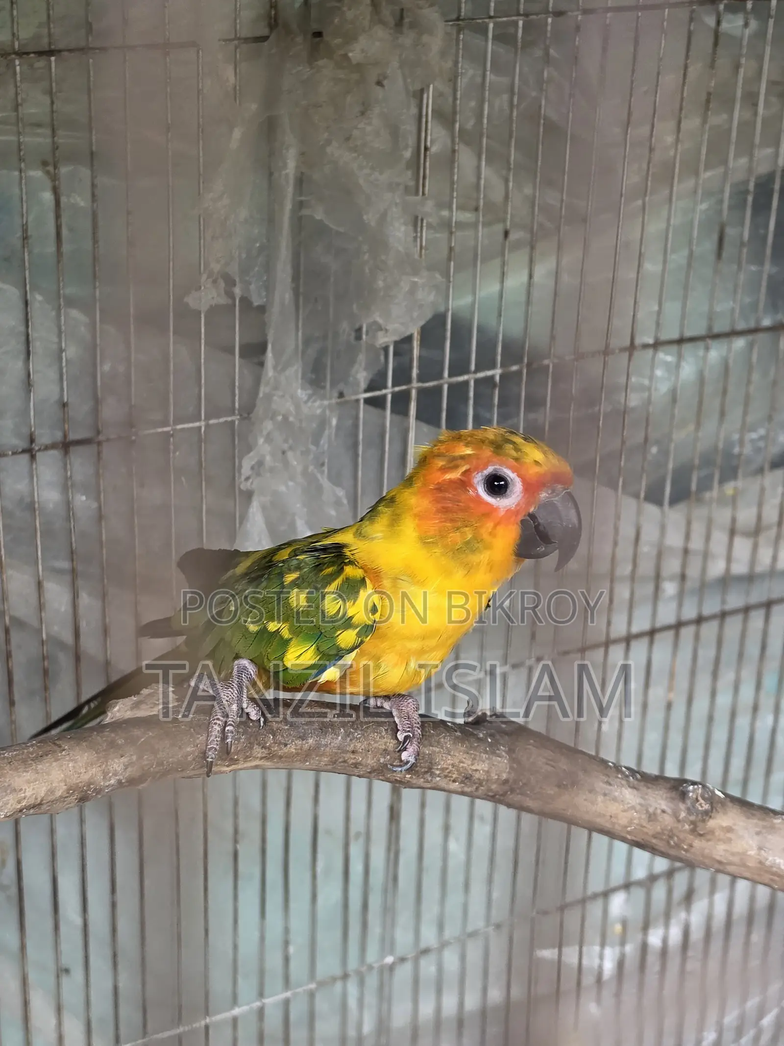 Sun Conure Baby