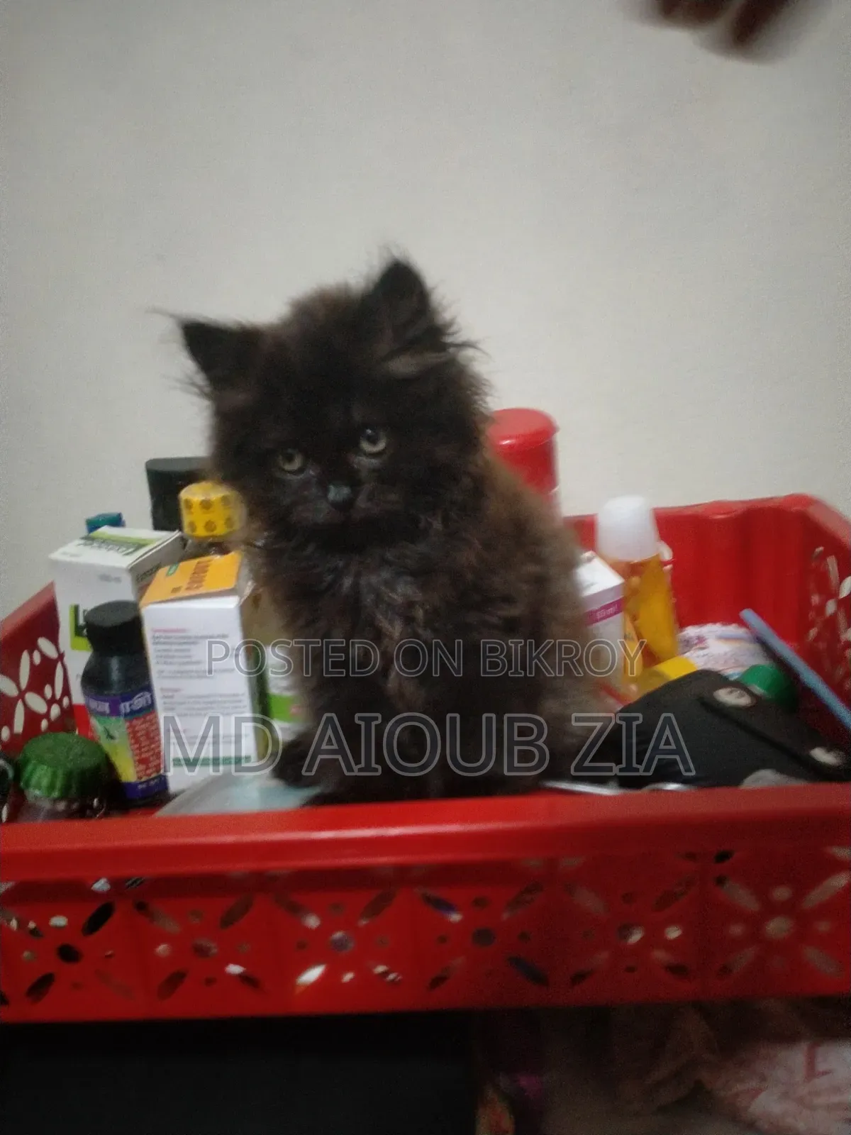 1-3 Months Female Purebred Persian