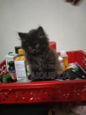 1-3 Months Female Purebred Persian