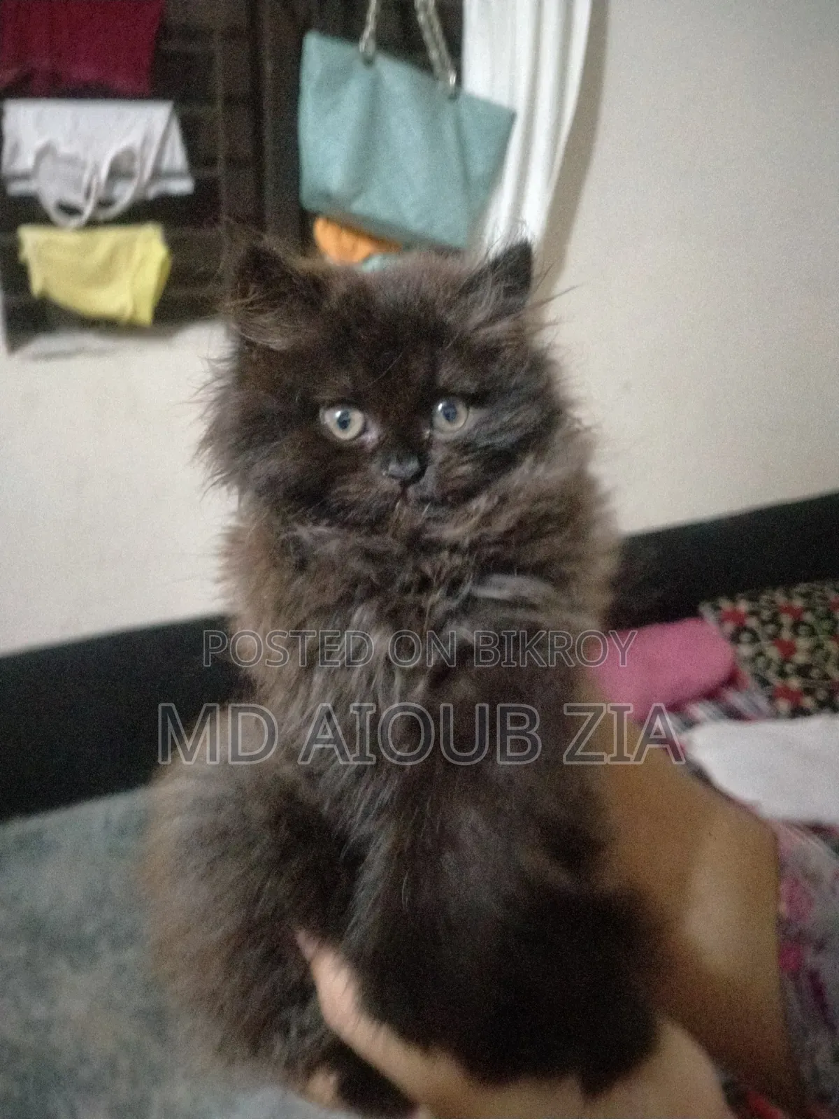 1-3 Months Female Purebred Persian