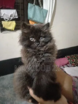 1-3 Months Female Purebred Persian