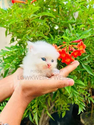 1-3 Months Female Purebred Persian