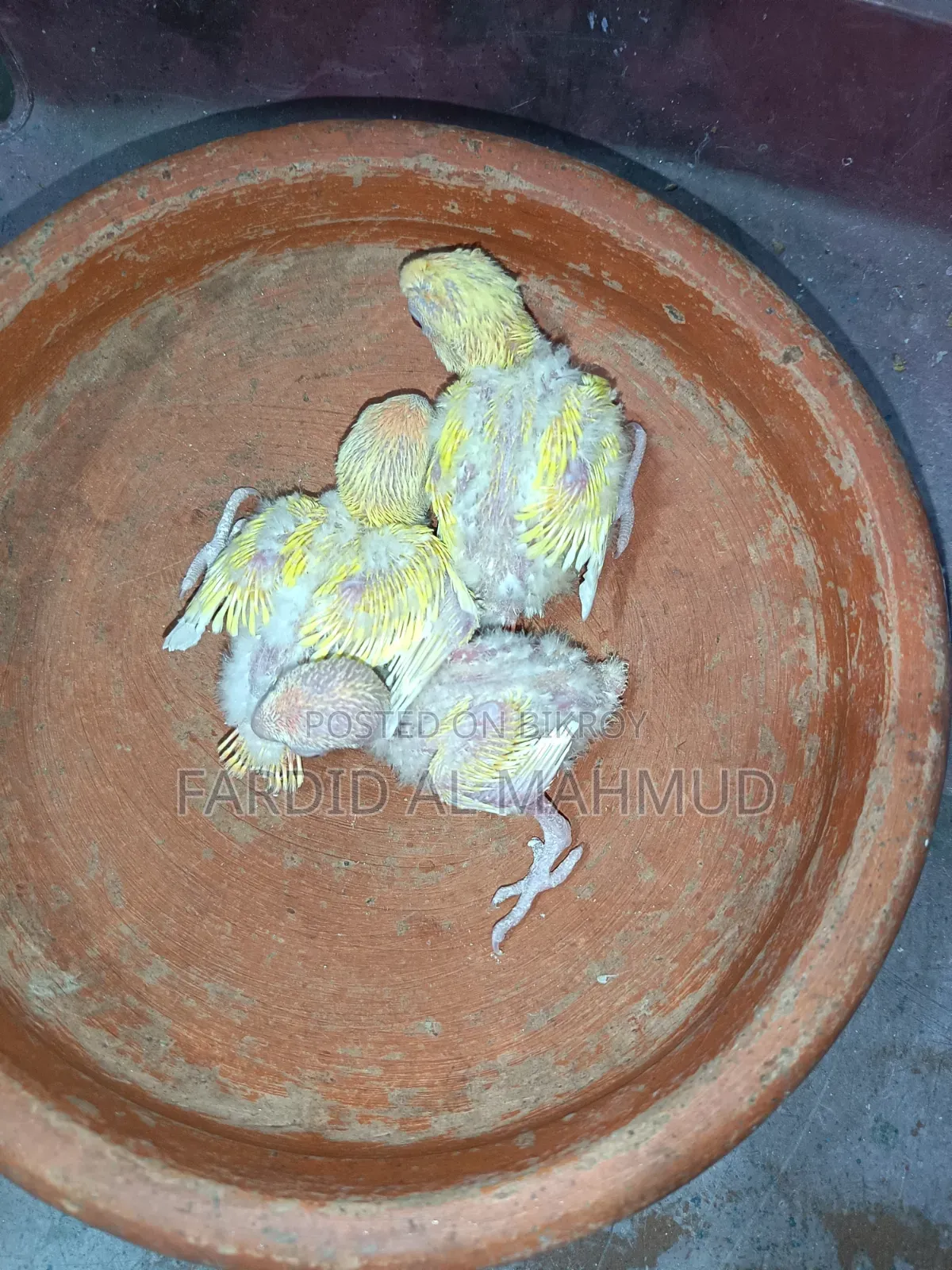 Peach Faced Split Red Head Lution Opaline Tame Size Babies