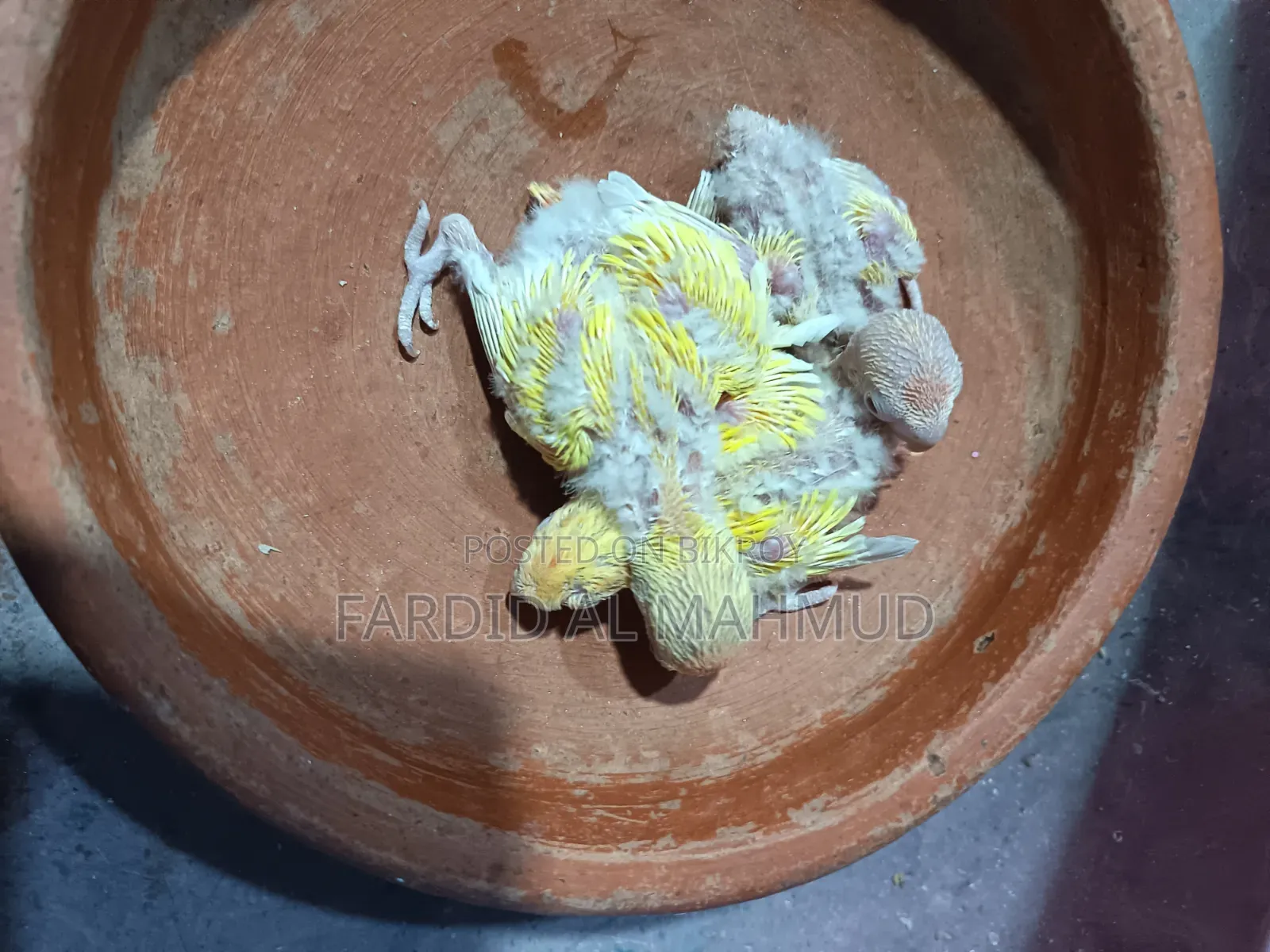 Peach Faced Split Red Head Lution Opaline Tame Size Babies