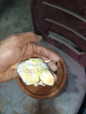 Peach Faced Split Red Head Lution Opaline Tame Size Babies