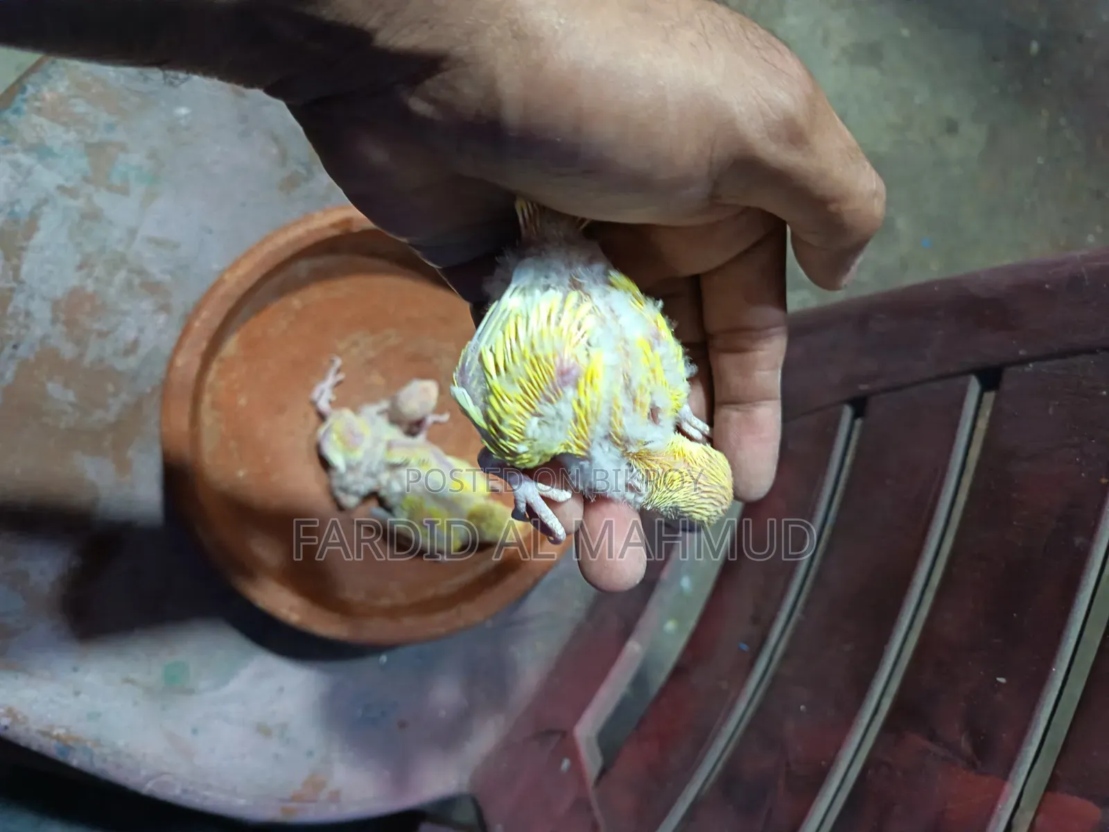 Peach Faced Split Red Head Lution Opaline Tame Size Babies