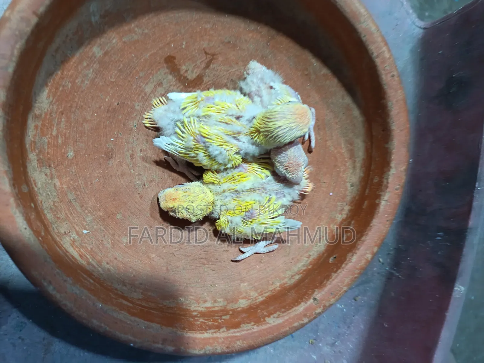 Peach Faced Split Red Head Lution Opaline Tame Size Babies