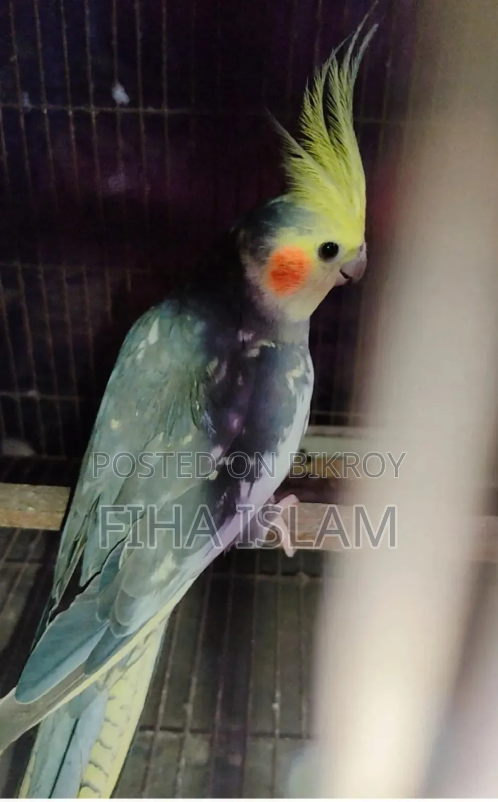 Cocatail Bird
