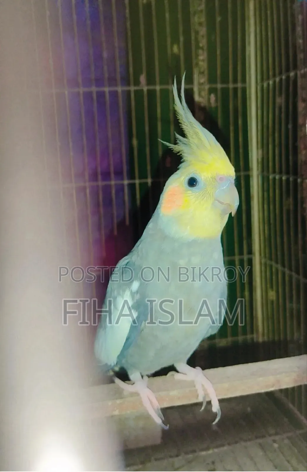 Cocatail Bird