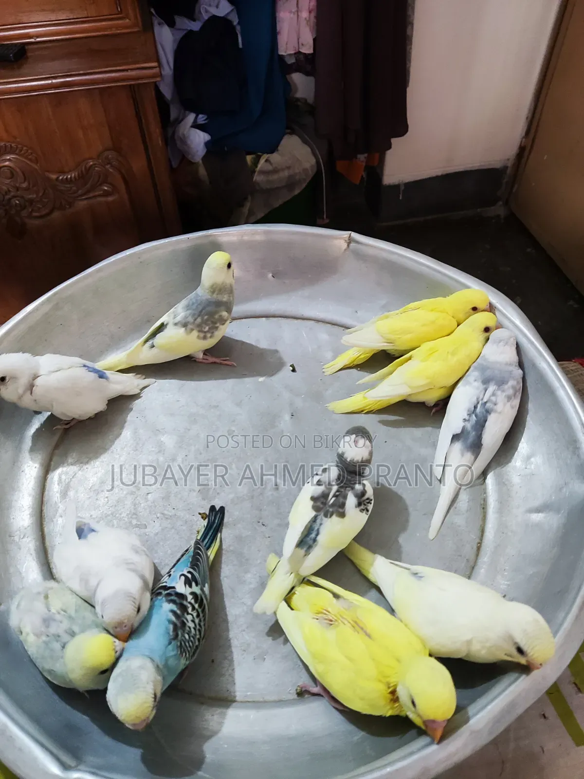 বাজিগর পাখি