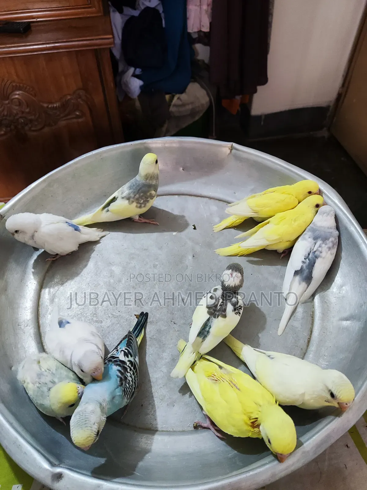 বাজিগর পাখি