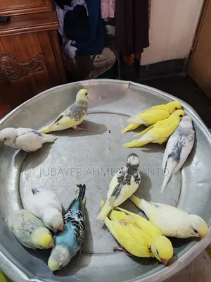 বাজিগর পাখি