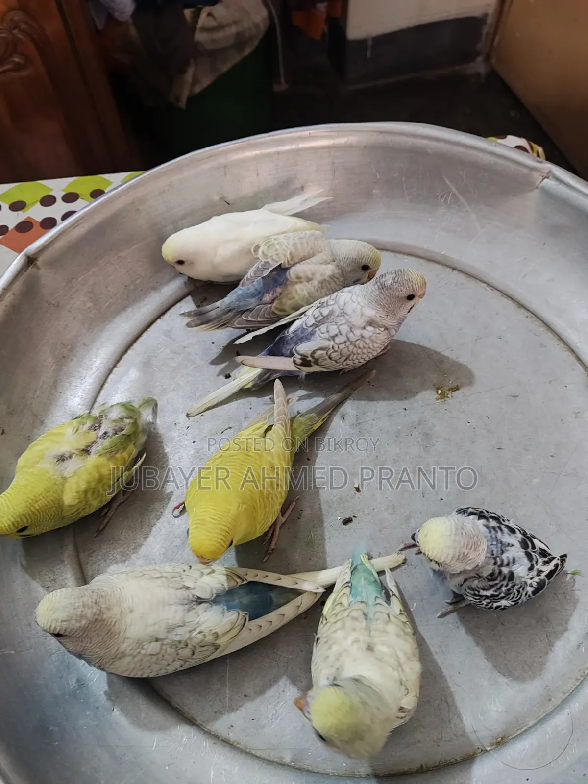 বাজিগর পাখি