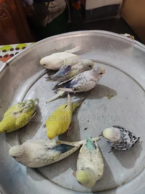 বাজিগর পাখি