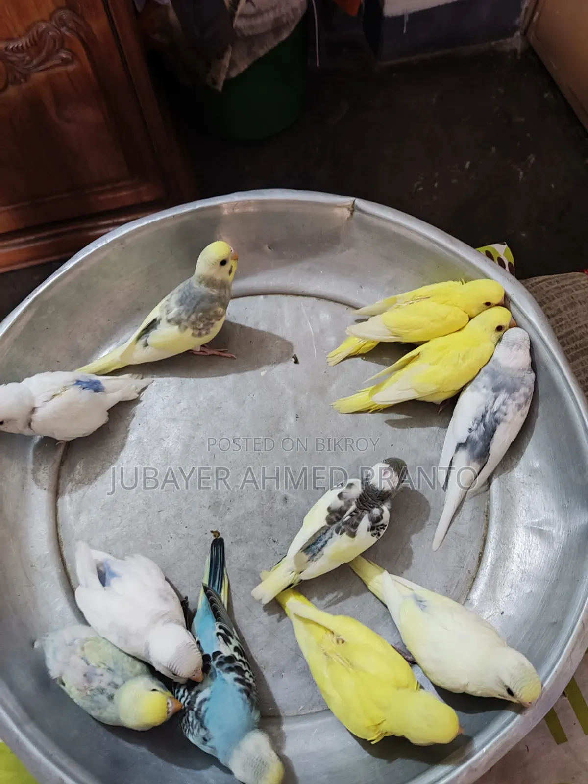 বাজিগর পাখি