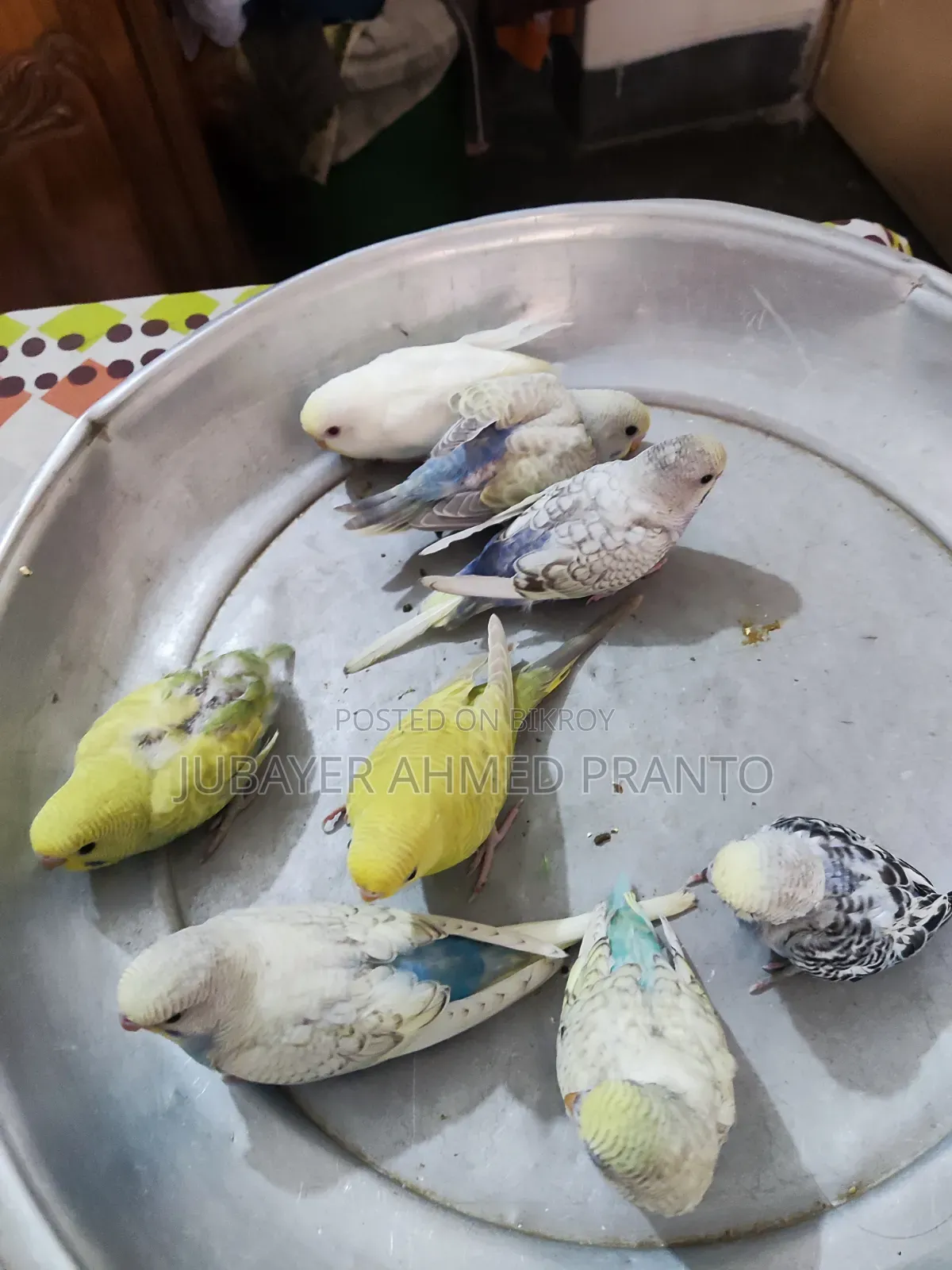 বাজিগর পাখি
