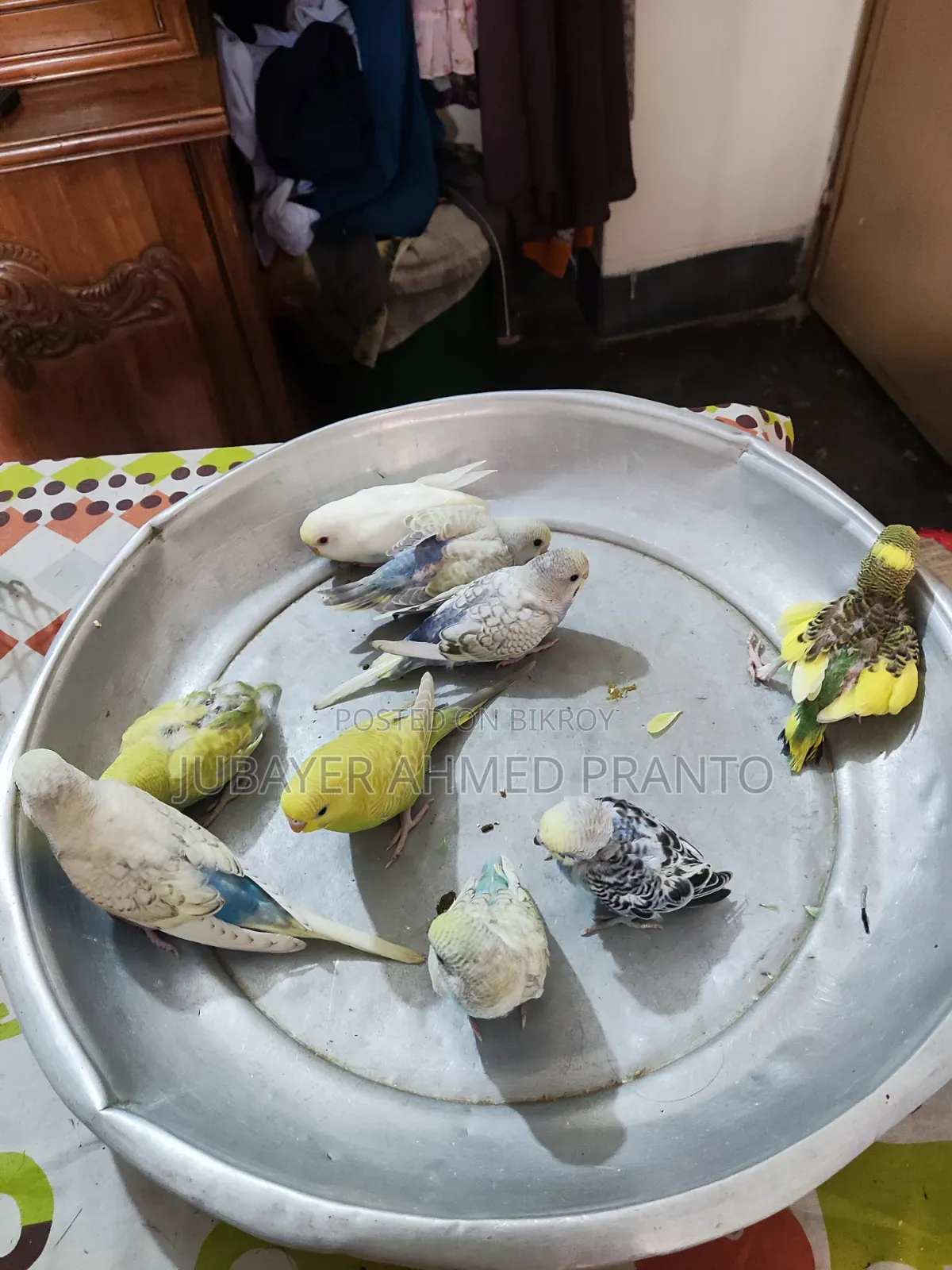 বাজিগর পাখি