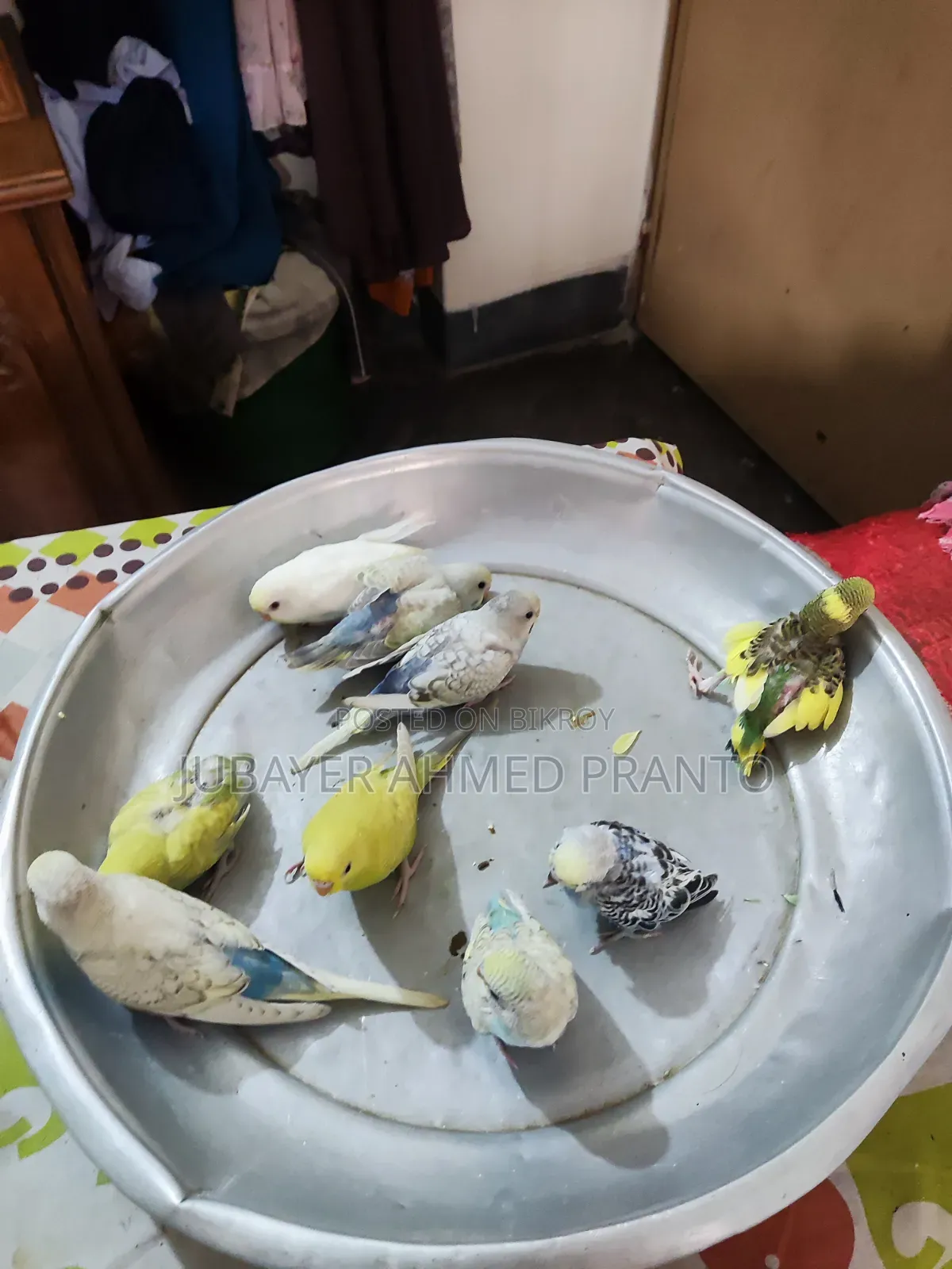 বাজিগর পাখি