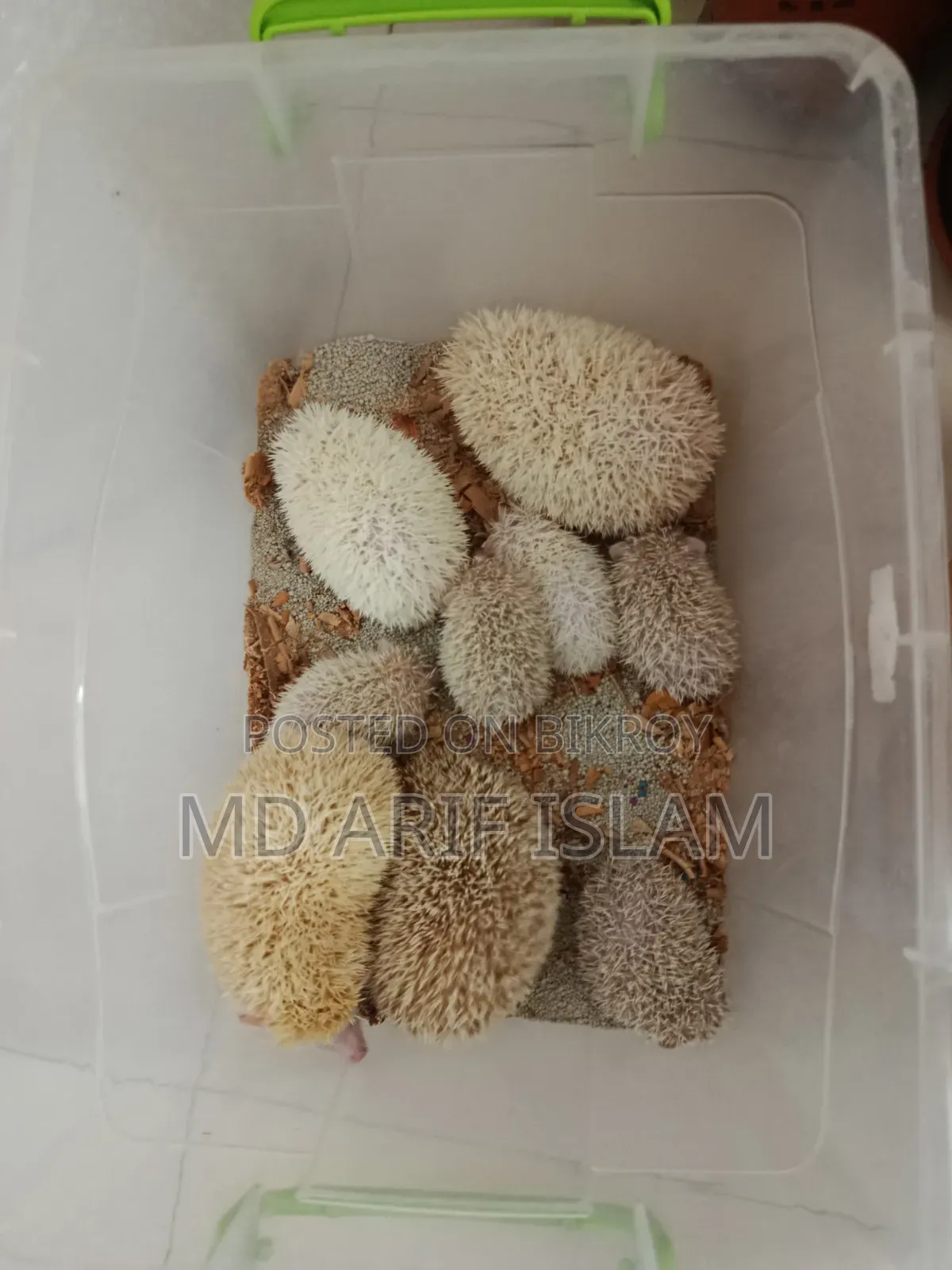 Hedgehogs, Exotic Pet