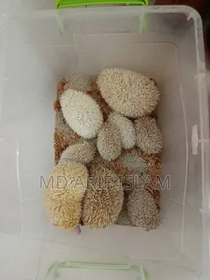 Hedgehogs, Exotic Pet