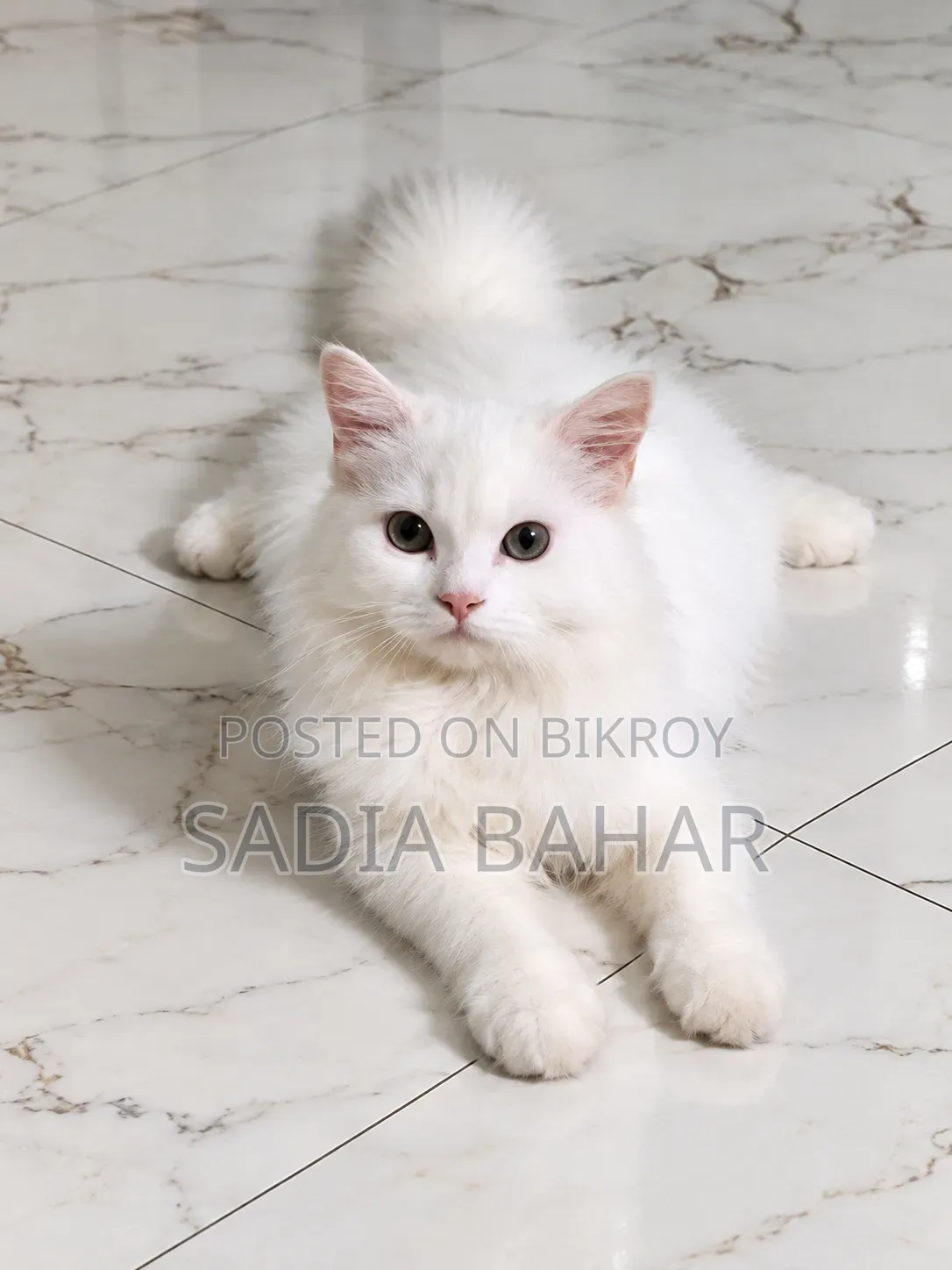 6-12 Months Female Purebred Persian