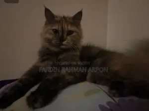 ৬-১২ মাস বয়সী মহিলা পিওরব্রেড পার্সিয়ান