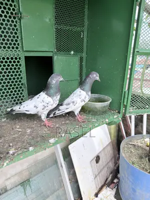 Pakistani Teddy Pigeon