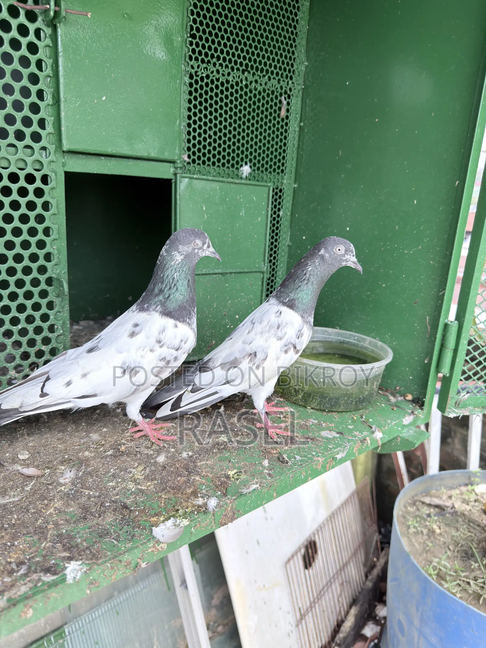 Pakistani Teddy Pigeon