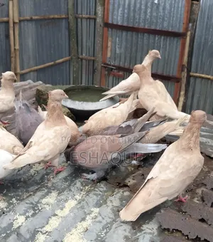 Pigeons for sale