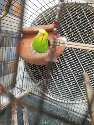 Adult Bajigar