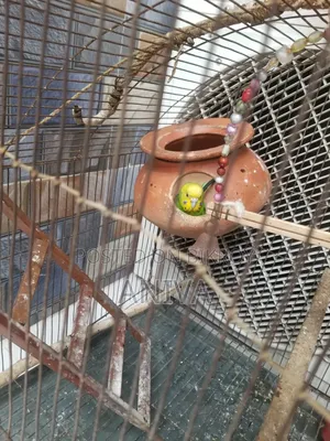 Adult Bajigar