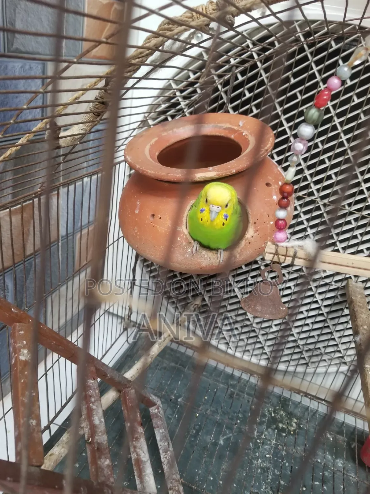 Adult Bajigar