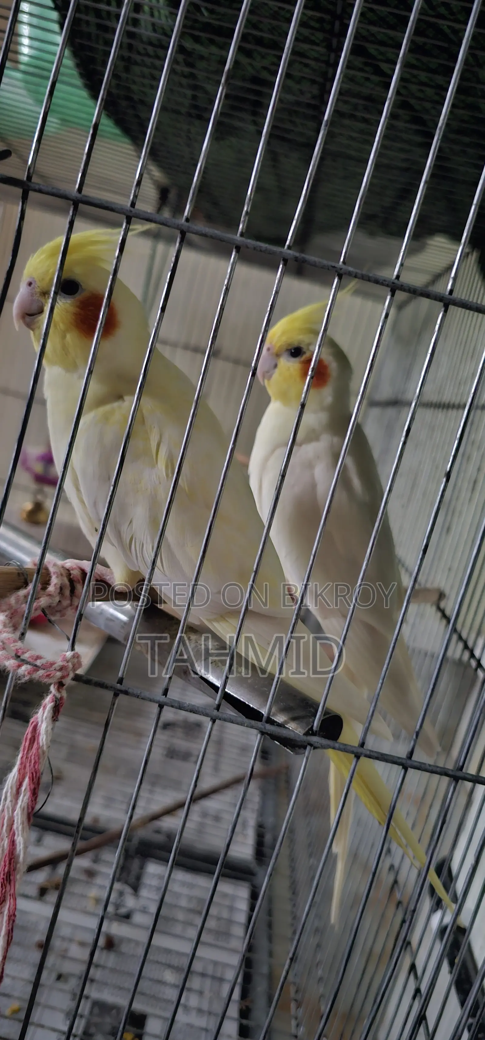 Cockatiel 1 Pair (1 Male, 1 Female)