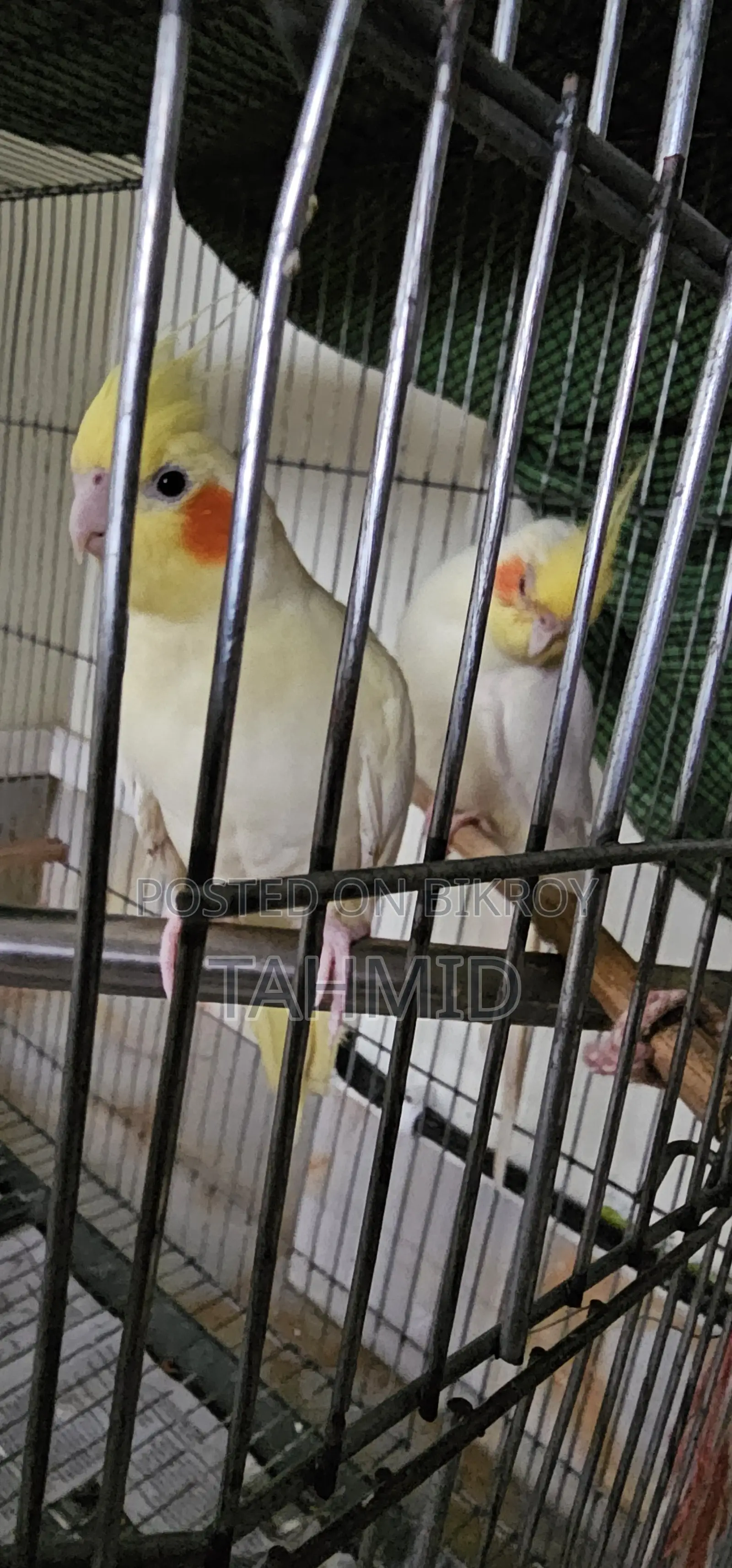 Cockatiel 1 Pair (1 Male, 1 Female)