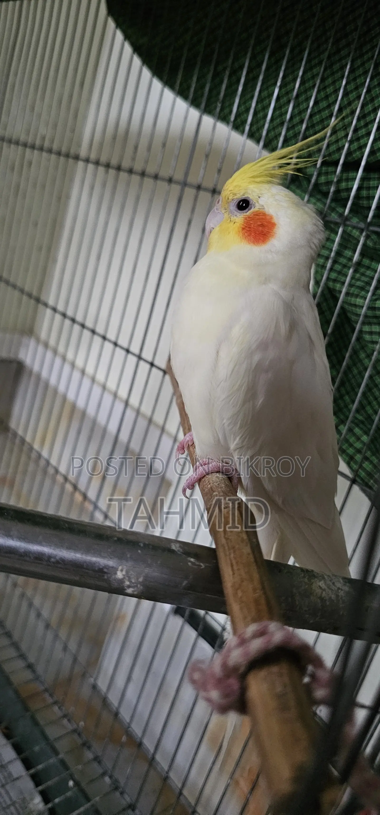 Cockatiel 1 Pair (1 Male, 1 Female)