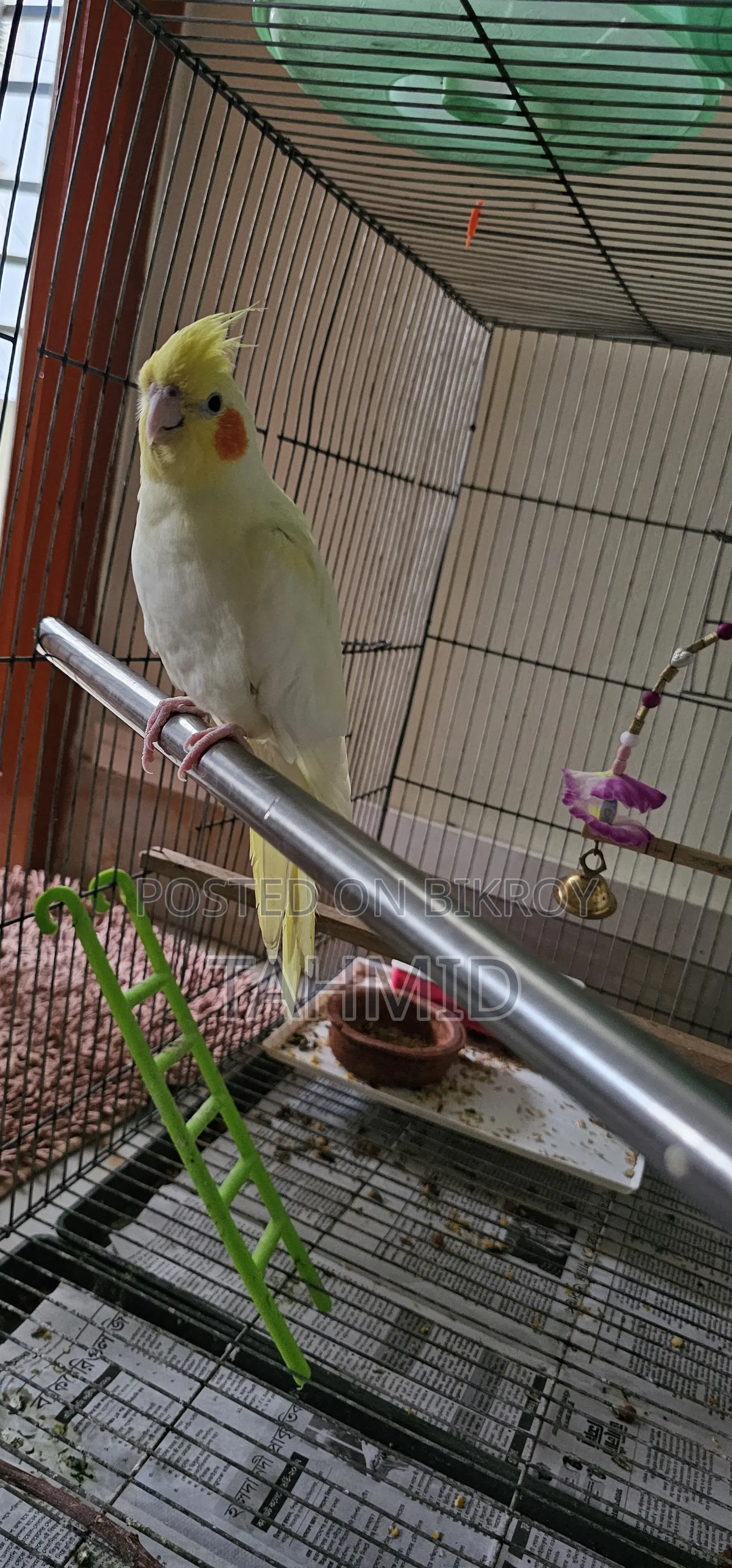 Cockatiel 1 Pair (1 Male, 1 Female)