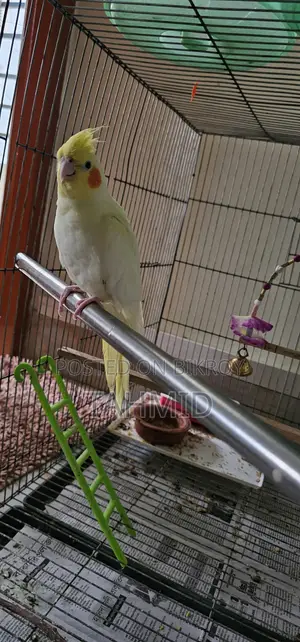 Cockatiel 1 Pair (1 Male, 1 Female)