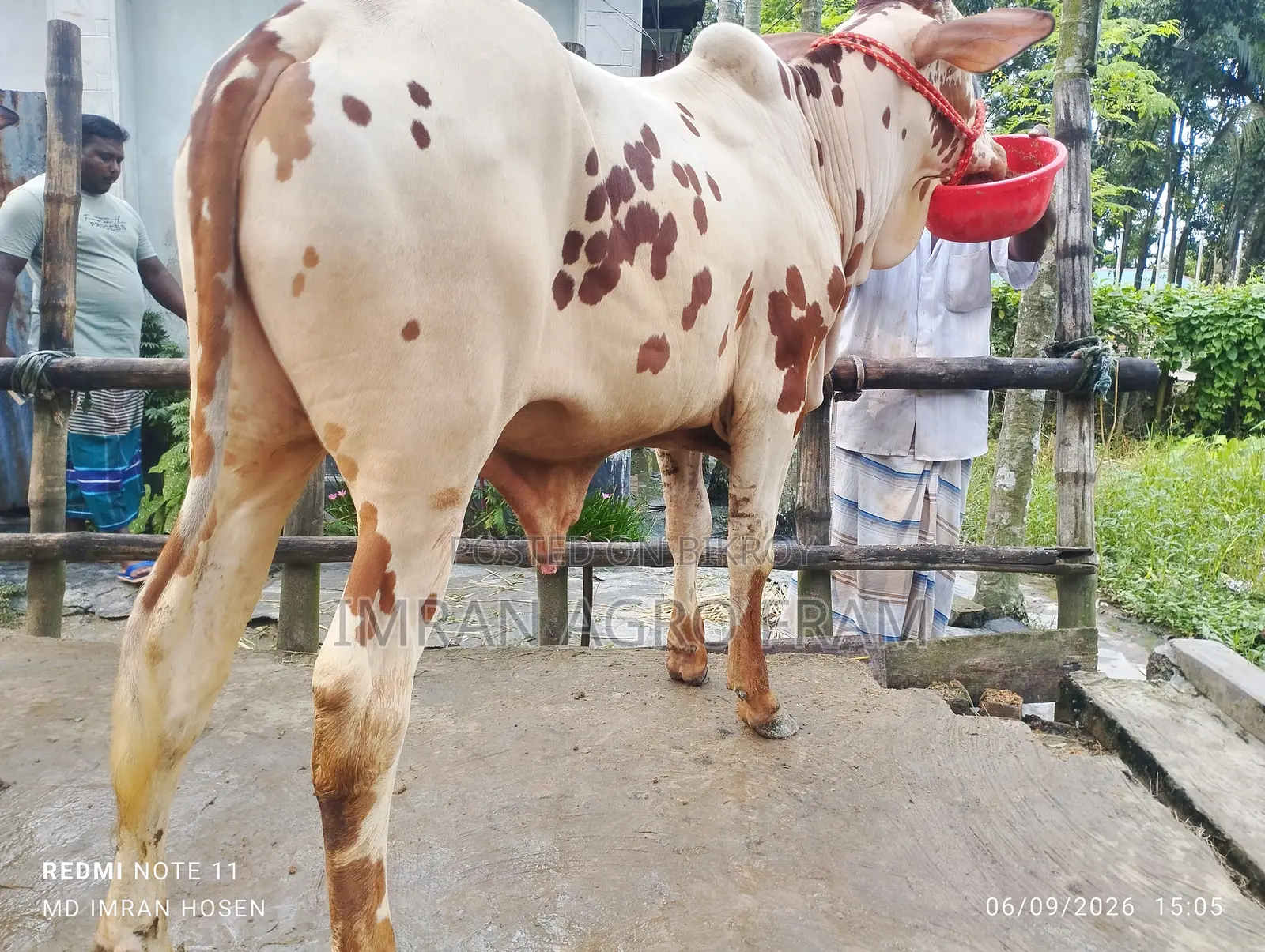 ৫টি ক্রস বাহামা+পাকিস্তানি পাকড়া কিনুন, ক্যাশ অন ডেলিভারিতে।‌