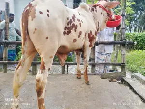 ৫টি ক্রস বাহামা+পাকিস্তানি পাকড়া কিনুন, ক্যাশ অন ডেলিভারিতে।‌