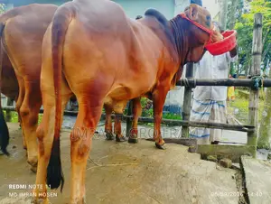 ৫টি ক্রস বাহামা+পাকিস্তানি পাকড়া কিনুন, ক্যাশ অন ডেলিভারিতে।‌