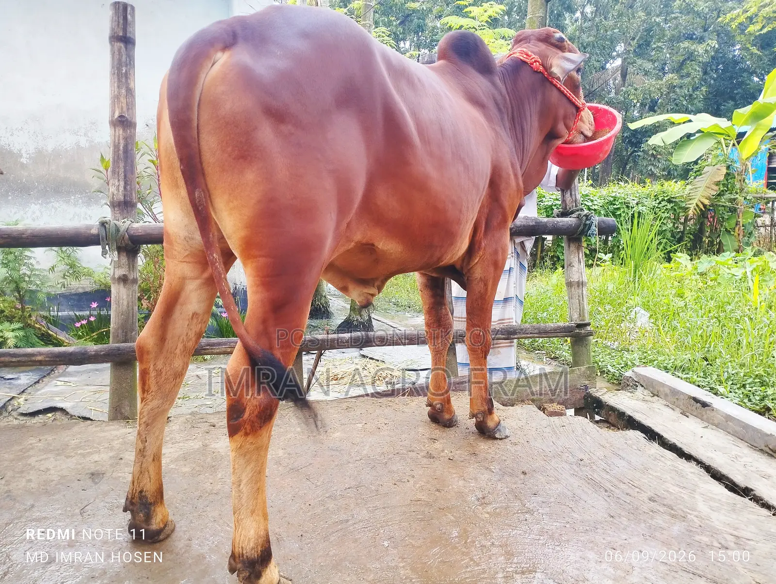 ৫টি ক্রস বাহামা+পাকিস্তানি পাকড়া কিনুন, ক্যাশ অন ডেলিভারিতে।‌