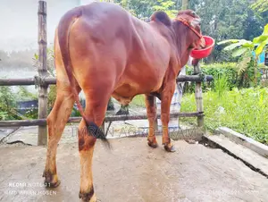 ৫টি ক্রস বাহামা+পাকিস্তানি পাকড়া কিনুন, ক্যাশ অন ডেলিভারিতে।‌