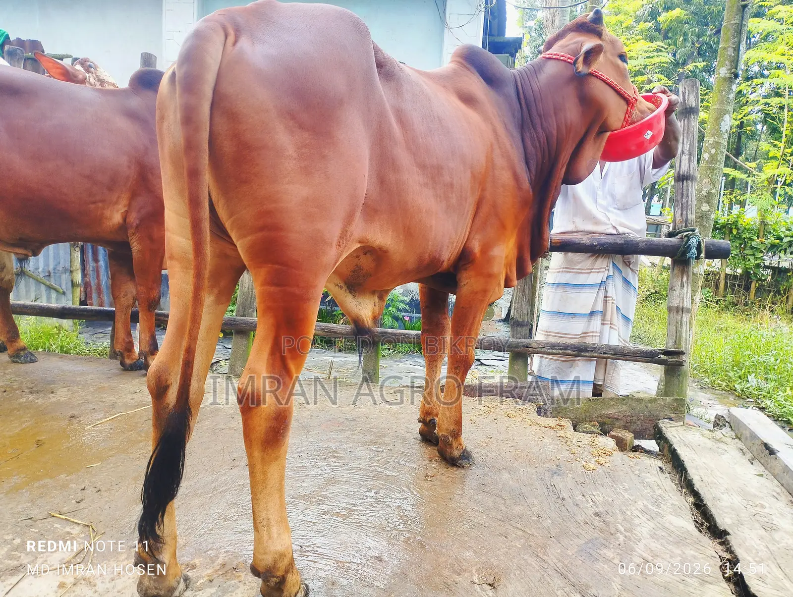 ৫টি ক্রস বাহামা+পাকিস্তানি পাকড়া কিনুন, ক্যাশ অন ডেলিভারিতে।‌