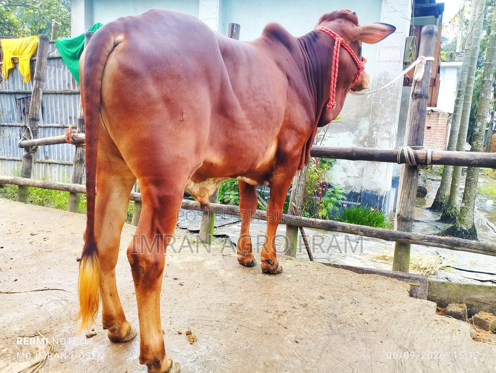 ৫টি ক্রস বাহামা+পাকিস্তানি পাকড়া কিনুন, ক্যাশ অন ডেলিভারিতে।‌