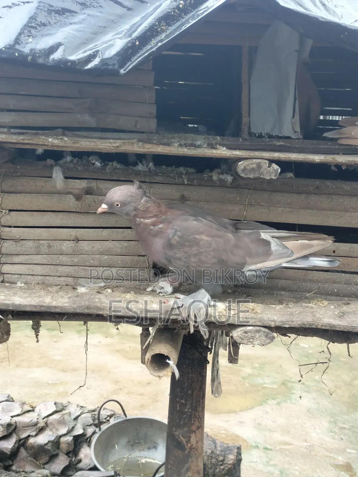 Pigeons for sale